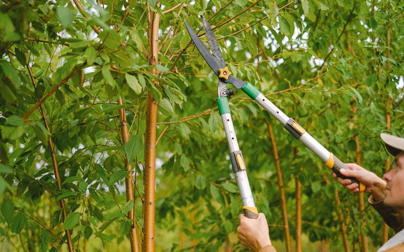 Tree trimming in Janesville, IA