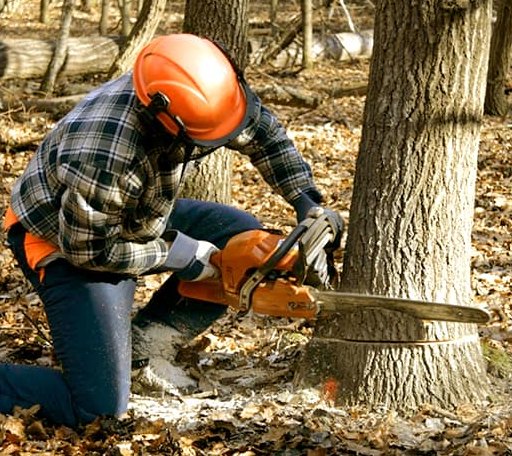 Tree Removal in Janesville, IA